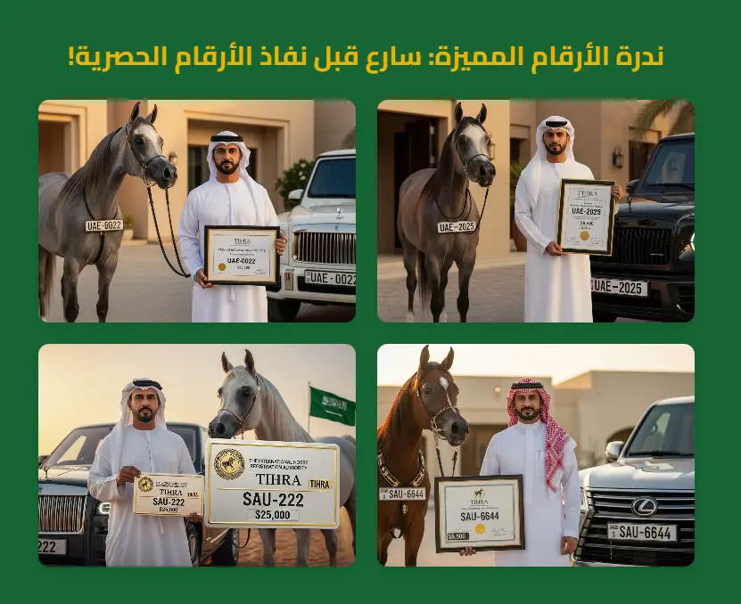 Luxury Horse Numbers Showcase